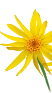 Arnica flower extract used for reducing pain, swelling and muscle soreness