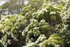 Australian-Tea-Tree