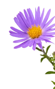 Blue chamomile flower extract known for anti-inflammatory and soothing properties