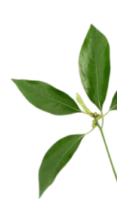 Camphor oil leaves known for fast-acting pain relief and improved circulation