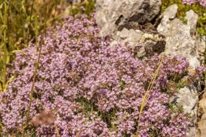 Mediterranean-Wild