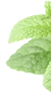 Peppermint oil leaves known for cooling effect and natural pain relief